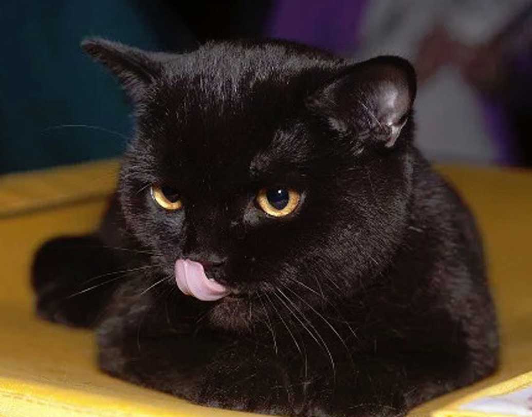 ব্ল্যাকি
এক সময় পৃথিবীর সবচেয়ে ধনী বিড়াল ছিল। নাম উঠেছিল গিনেস বুকেও। বেন রিয়া নামে এক ধনী ব্যবসায়ীর থেকে ১ কোটি ২৫ লক্ষ ডলার পেয়েছিল সে। ভারতীয় মুদ্রায় যা প্রায় ৯০ কোটি টাকা।