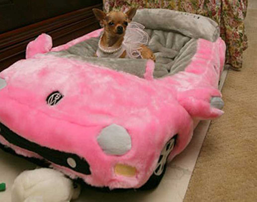 কনচিতা
সারমেয়র গলায় হিরের নেকলেস দেখেছেন কখনও? বা গায়ে কাশ্মীরি সোয়েটার? তা হলে কনচিতার ছবি খুঁজে দেখতে পারেন। সোশ্যালাইট গেইস পসনার তাঁর প্রিয় চিহুয়াহুয়ার জন্য ৮৪ লক্ষ মার্কিন ডলার রেখে যান তিনি। ভারতীয় মুদ্রায় তা ৬০ কোটি টাকার বেশি।