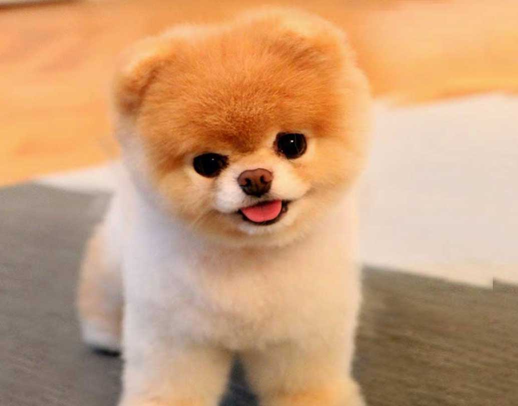 বু
মিষ্টি দেখতে পমেরিয়ানকে নিয়ে ব্যবসা শুরু করেন তার মালিক ইরেন আন। তার আদলে তৈরি সফট টয়েজে এক সময় ছেয়ে যায় বাজার। বু-র মোট সম্পত্তির পরিমাণ ৮০ লক্ষ মার্কিন ডলার। ভারতীয় মুদ্রায় যা ৫৮ কোটির কাছাকাছি।