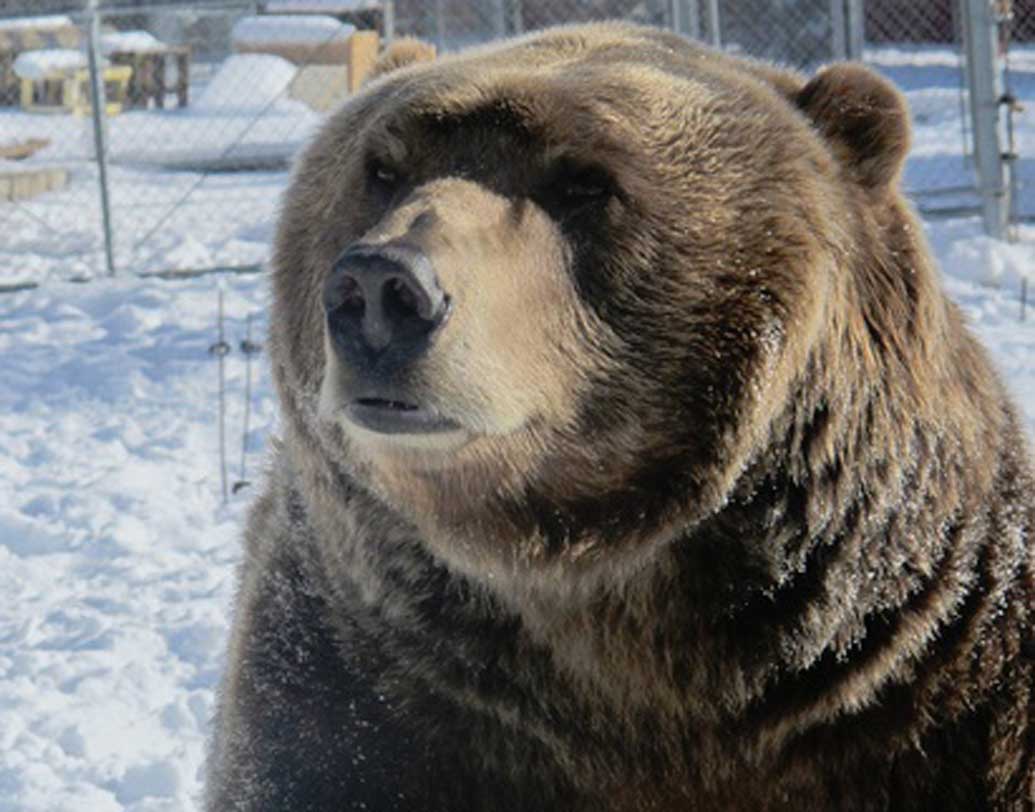 বার্ট দ্য বেয়ার-২
প্রায় ৬০ লক্ষ মার্কিন ডলারে মালিক দ্বিতীয় বার্ট দ্য বেয়ার। ভারতীয় মুদ্রায় যা প্রায় ৪০ কোটি টাকা। তবে উত্তরাধিকার সূত্রে নয়, নিজে ওই টাকা রোজগার করেছে ভল্লুকটি। গত ২০ বছরে একাধিক ছবিতে দেখা গিয়েছে তাকে।