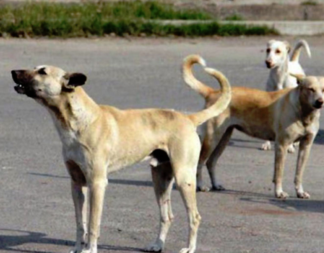 রাত হলে কুকুরের কান্না অনেকেই শুনেছেন। পাড়ায় যখন কুকুর কাঁদে, বলা হয় কোনও অশুভ কিছু ঘটতে চলেছে। প্রজন্মের পর প্রজন্ম ধরে এই ধারণাই বয়ে চলেছে।