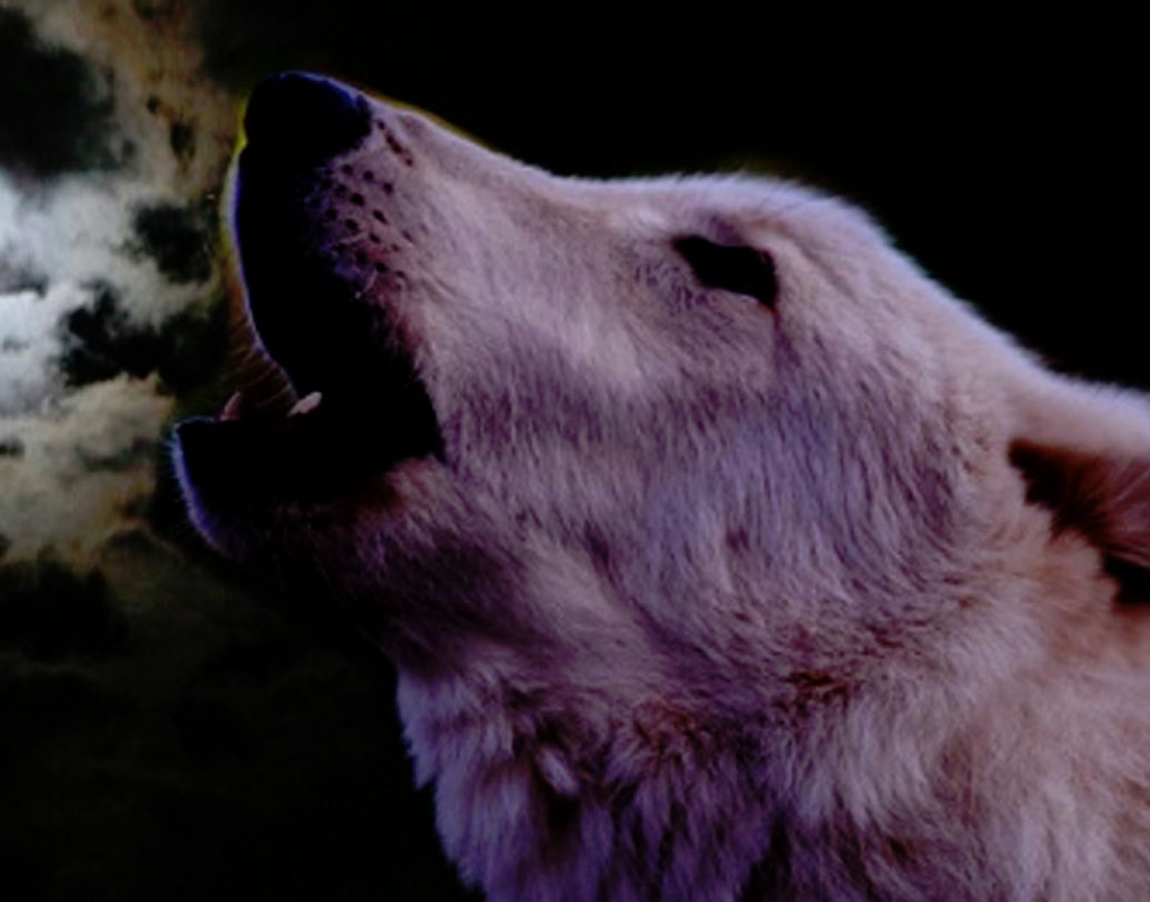 দাদু, ঠাকুমা বা আমাদের গুরুজনদের কাছ থেকে এটা শুনে অভ্যস্ত যে কুকুর কাঁদা মানে কারও মৃত্যু আসন্ন। এ তো গেল ধারণা বা ‘সংস্কার’।