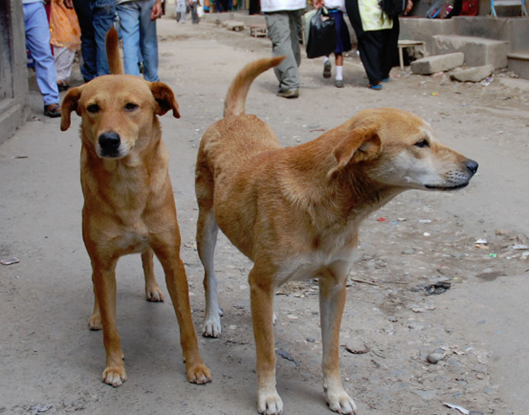এ ব্যাপারে জ্যোতিষীরা কী বলেন? তাঁদের মতে, কুকুর তখনই কাঁদে যখন আশপাশে কোনও ‘অশরীরী আত্মা’ ঘুরে বেড়ায়। যা সাধারণ মানুষের পক্ষে দেখা সম্ভব নয়, সেটার উপস্থিতি টের পায় কুকুররা।