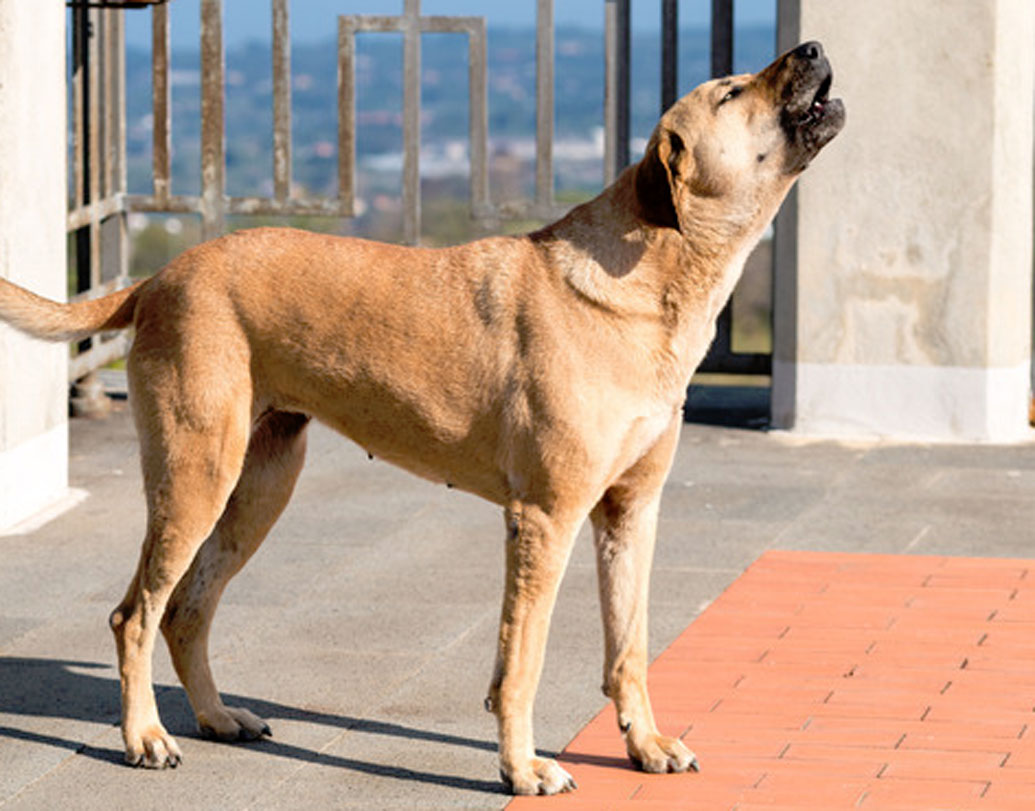 তাই তাদের কাছেপিঠে ‘আত্মা’ ঘুরে বেড়ালেই কুকুর নাকি কাঁদতে শুরু করে। আর কুকুর কাঁদলেই লোকজন তখন তাদের তাড়ানোর চেষ্টা করে।