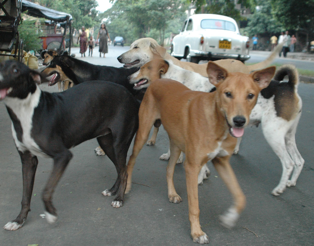 বিজ্ঞান বলছে, কুকুর কাঁদে না। ওরা ও ভাবে ডাকে। রাতে এ ভাবে আওয়াজ করে দূরে তার সঙ্গীদের কাছে কোনও বার্তা পৌঁছনোর চেষ্টা করে। এ ছাড়া এ ভাবে আওয়াজ করে তার অবস্থানটা সঙ্গীদের জানায়।