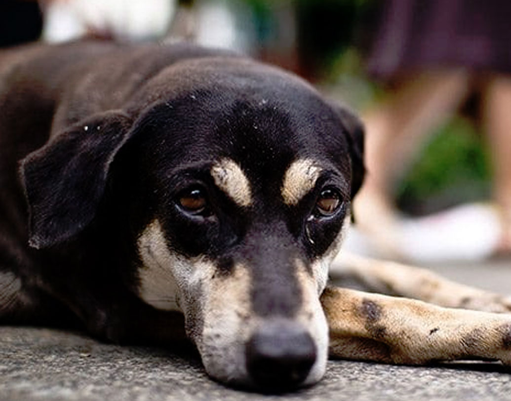 দ্বিতীয়ত, ওরা প্রাণী। ওদেরও চোট-আঘাত লাগতে পারে। ব্যথা হতে পারে। শরীরে কোনও কষ্ট হতে পারে। সেই পরিস্থিতিকে জানান দিতেই ও ভাবে আওয়াজ করে সঙ্গীদের ডাকে।