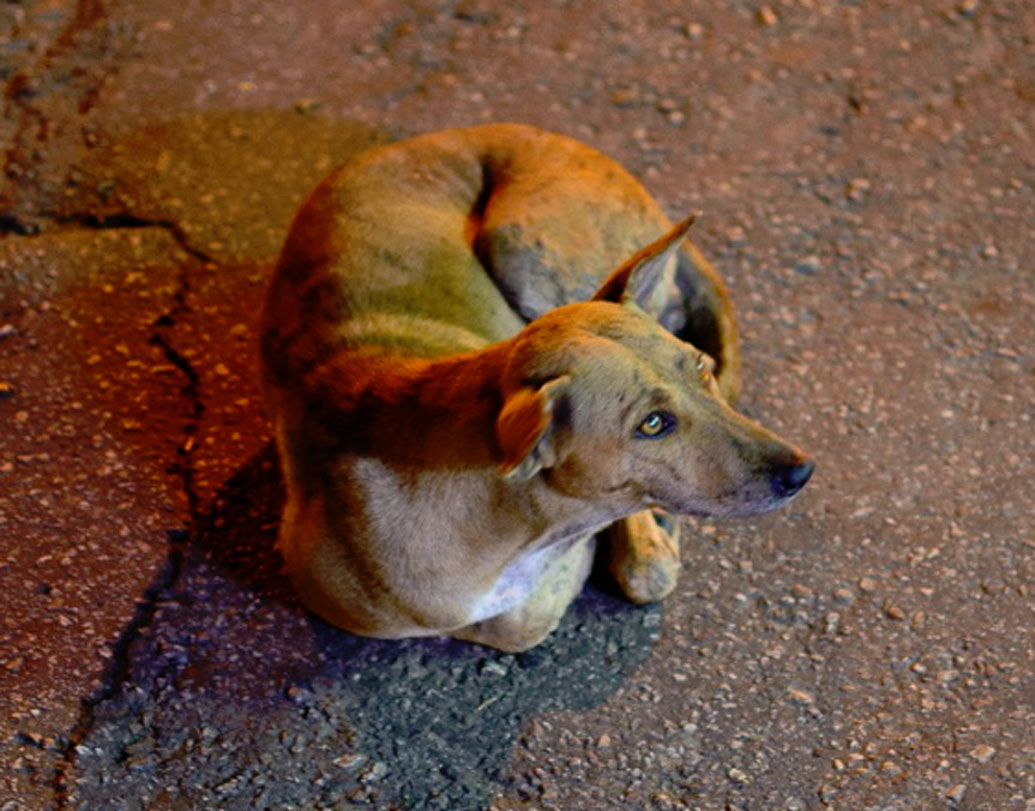 তৃতীয়ত, কুকুররা একা থাকতে পছন্দ করে না। তাই যখনই একাকিত্ব বোধ করে, তখনই সঙ্গীদের ও ভাবে আওয়াজ করে ডাকে।