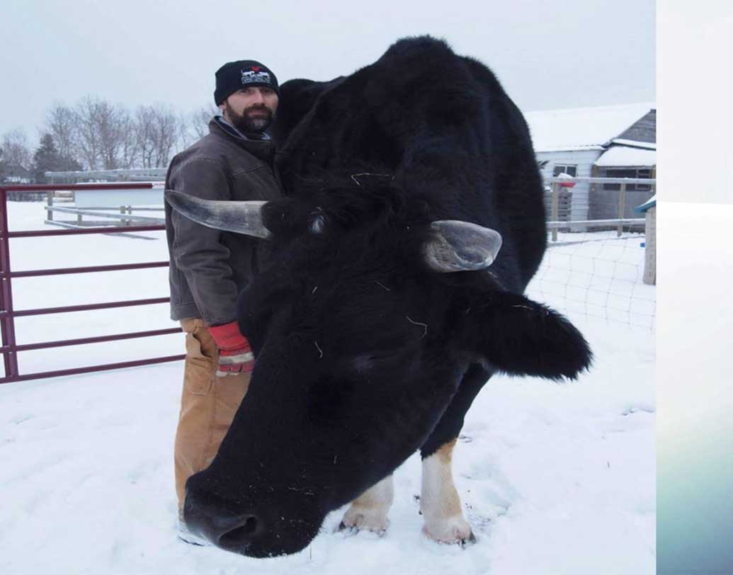 একটা অ্যাম্বাসাডর গাড়ির ওজন যেখানে প্রায় ১১০০ কিলোগ্রাম, ছয় ফুট পাঁচ ইঞ্চির এই গরুটির ওজন ১২৭০ কিলোগ্রাম। যেখানে সাধারণ একটি গরুর ওজন ৯০০ কিলোগ্রাম।