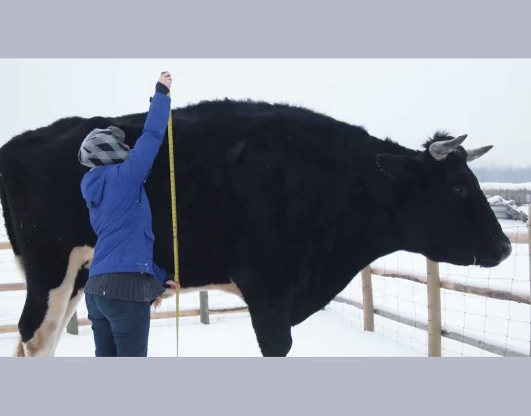 অনেকেই দাবি করেছেন, এটিই নাকি বিশ্বের সবচেয়ে বড় গরু।