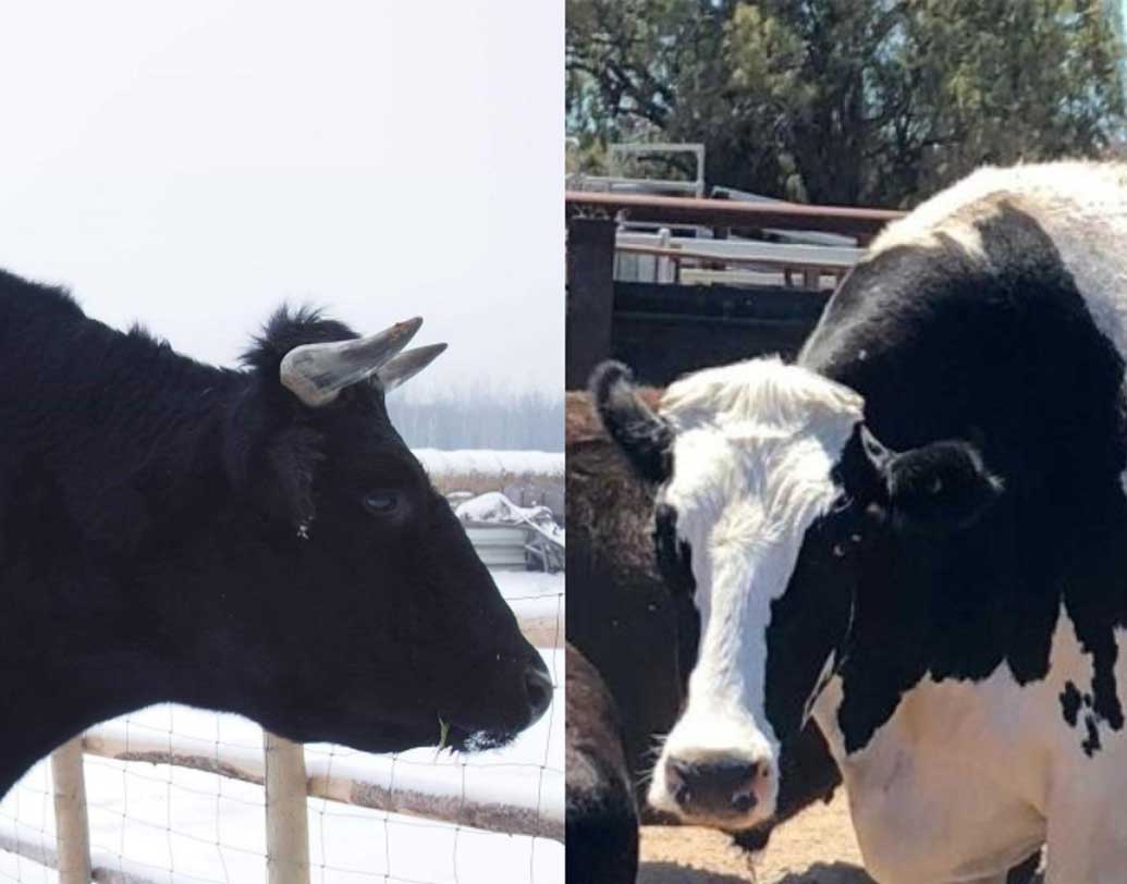 এর আগে এই খেতাব ছিল অস্ট্রেলিয়ার একটি গরুর। কিন্তু সেটির চেয়েও এক ইঞ্চি বড় এটি।