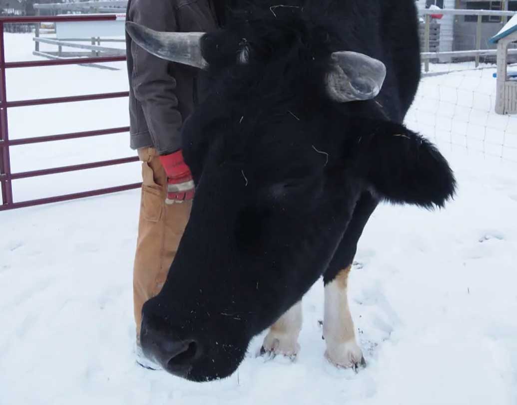 এত বড় আকৃতি বলেই সে কসাইখানার হাত থেকেও রেহাই পেয়েছে। রেবেকা নামের এক নিরামিশাষী মহিলা তাকে উদ্ধার করেছেন।