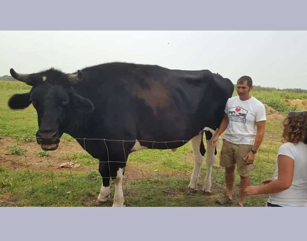 গরুটির নাম দেওয়া হয়েছে ‘জেন্টল জায়ান্ট’। জেন্টল জায়ান্টের ছবি কয়েক লক্ষ বার শেয়ার হয়েছে সোশ্যাল মিডিয়ায়। অনেকেই লিখেছেন মায়া পড়ে গিয়েছে এই নিরীহ প্রাণীটির উপরে।