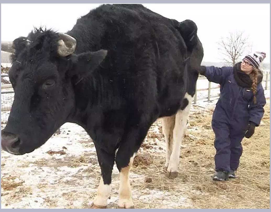 কানাডার মান্টিওবায় কিসমেট ক্রিক ফার্ম অ্যানিম্যাল স্যাংচুয়ারিতে কার্ল স্কোয়েনরক ও তাঁ স্ত্রী রাইলের কাছেই বড় হচ্ছে সে।