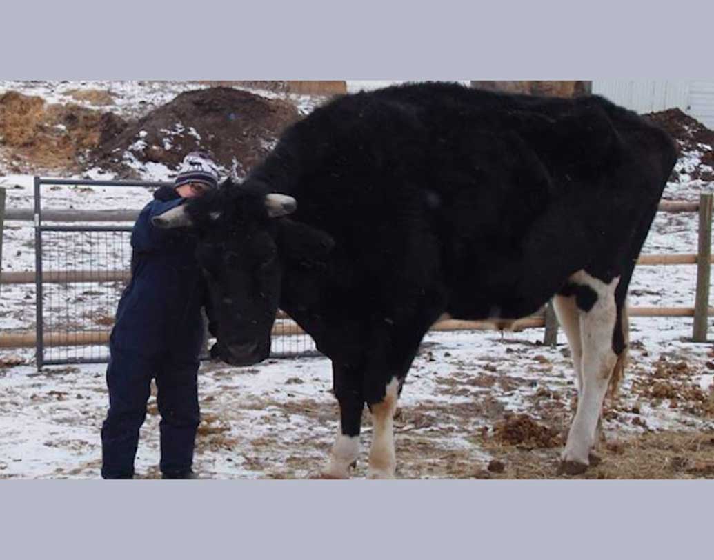 জেন্টল জায়ান্ট রয়েছে বেশ কিছু ঘোড়া ও ছাগলের সঙ্গে। চেহারা বিশাল হলেও নামের মতোই সে একেবারেই হিংস্র নয়। ক্রিক জানান, ঘোড়াগুলো বেশ জ্বালাতনও করে তাকে। কিন্তু সে পাল্টা ধাক্কাধাক্কিতে অংশ নেয় না।
