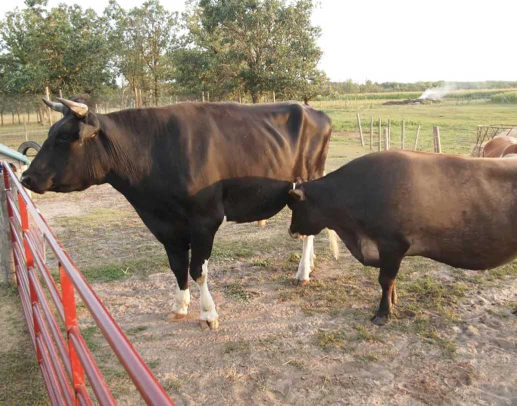 তবে এই গরুটি বিশ্বের সবচেয়ে বড় কি না তা নিয়ে ইন্টারন্যাশনাল কাউ কমিটি এখনও কিছু জানায়নি।