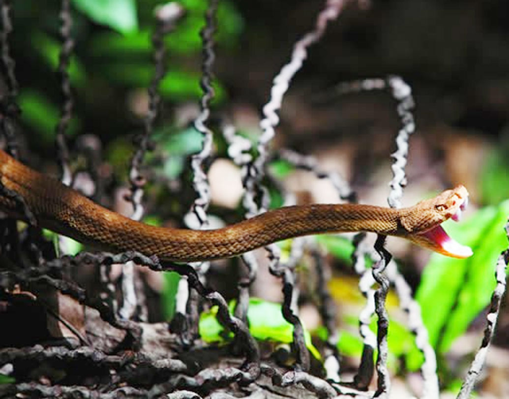 কোথা থেকে এল এই সাপ? এ নিয়েও কাহিনি আছে। শোনা যায়, জলদস্যুরা লুঠ করা সোনা এই দ্বীপে লুকিয়ে রাখত। কেউ যাতে সেগুলো হাতাতে না পারে সে জন্য কয়েকটি বিষাক্ত সাপ নিয়ে এসে দ্বীপে ছেড়ে দিয়েছিল তারাই। সেই সোনার লোভে বারেবারেই সেখানে গিয়েছে মানুষ। কিন্তু শোনা যায়, তারা কেউই ফেরেনি।