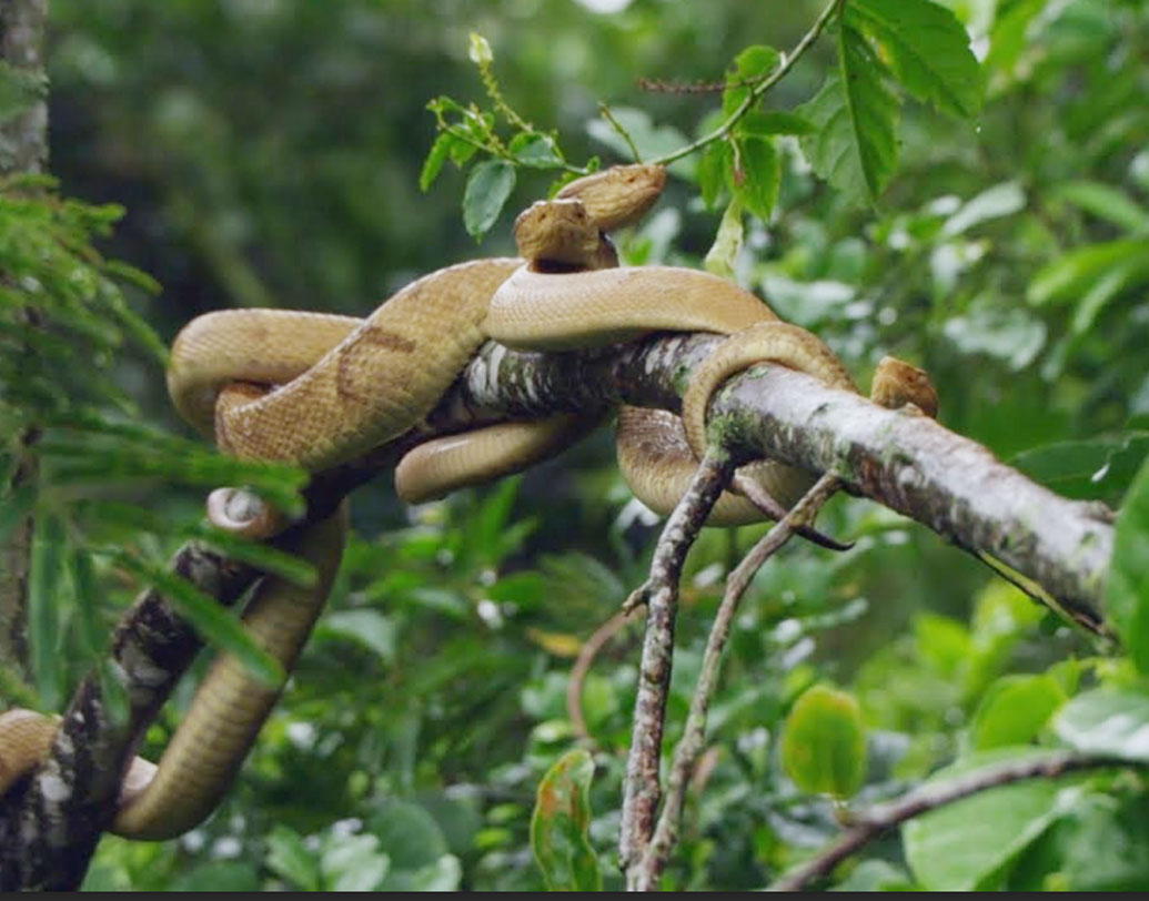 তার পর সেই সাপের বংশবৃদ্ধি হতে থাকে। কয়েকটি সাপ থেকে কয়েক হাজার সাপে ভরে যায় গোটা দ্বীপ। বিজ্ঞানীরা জানাচ্ছেন, খোঁজ নিয়ে দেখা গিয়েছে ওই সাপ গোল্ডেন ল্যান্সহেড। বিশ্বের অন্যতম বিষধর সাপ এটি।