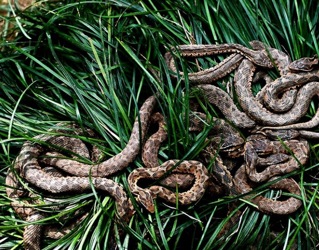 একটি সমীক্ষায় দেখা গিয়েছে, সাপের সংখ্যা এত বেড়ে গিয়েছে যে,প্রতি এক বর্গমিটারে একটা করে সাপ পাওয়া গিয়েছে। সাপদের স্বর্গরাজ্য এই দ্বীপটিকে তাই ‘স্নেক আইল্যান্ড’ বলা হয়।