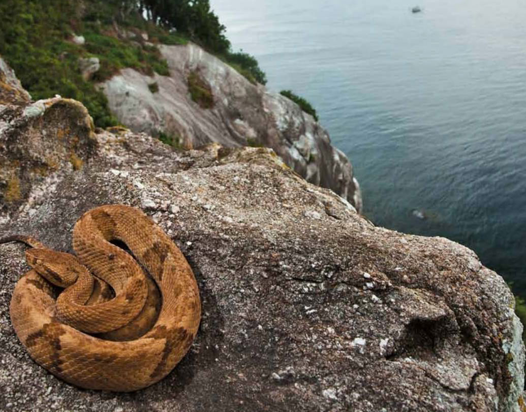গোল্ডেন ল্যান্সহেড যেহেতু বিরল প্রজাতির, তাই এই সাপকে বাঁচাতে ব্রাজিল সরকার পদক্ষেপ করেছে। বিশ্ববাজারে এই সাপের চাহিদা থাকায় চোরা কারবারিদের হাতে থেকে রক্ষা করতে এবং সাপের কামড়ে যাতে মৃত্যু না হয় সাধারণ মানুষের তাই দ্বীপে প্রবেশ নিষিদ্ধ করা হয়েছে।