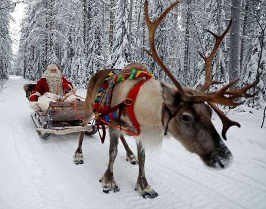 বল্গা হরিণের খামার দেখতে এখানে আসেন লক্ষ লক্ষ পর্যটক। তবে বল্গা হরিণে টানা স্লেজ চালানোর অধিকার কিন্তু শুধুমাত্র লাল সাদা জামা পরা মানুষটির।