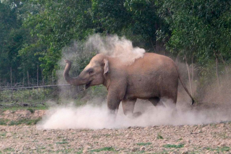 ঝাড়গ্রাম, পশ্চিম মেদিনীপুর— দুই জেলায় প্রায়ই তাণ্ডব চলে হাতির। ফাইল চিত্র