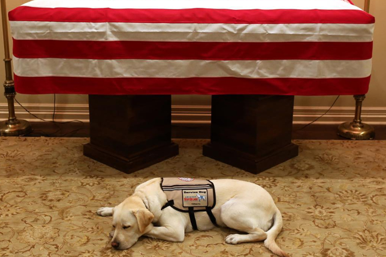 Image of George HW Bush’s service dog Sully saying goodbye to his boss goes viral dgtl