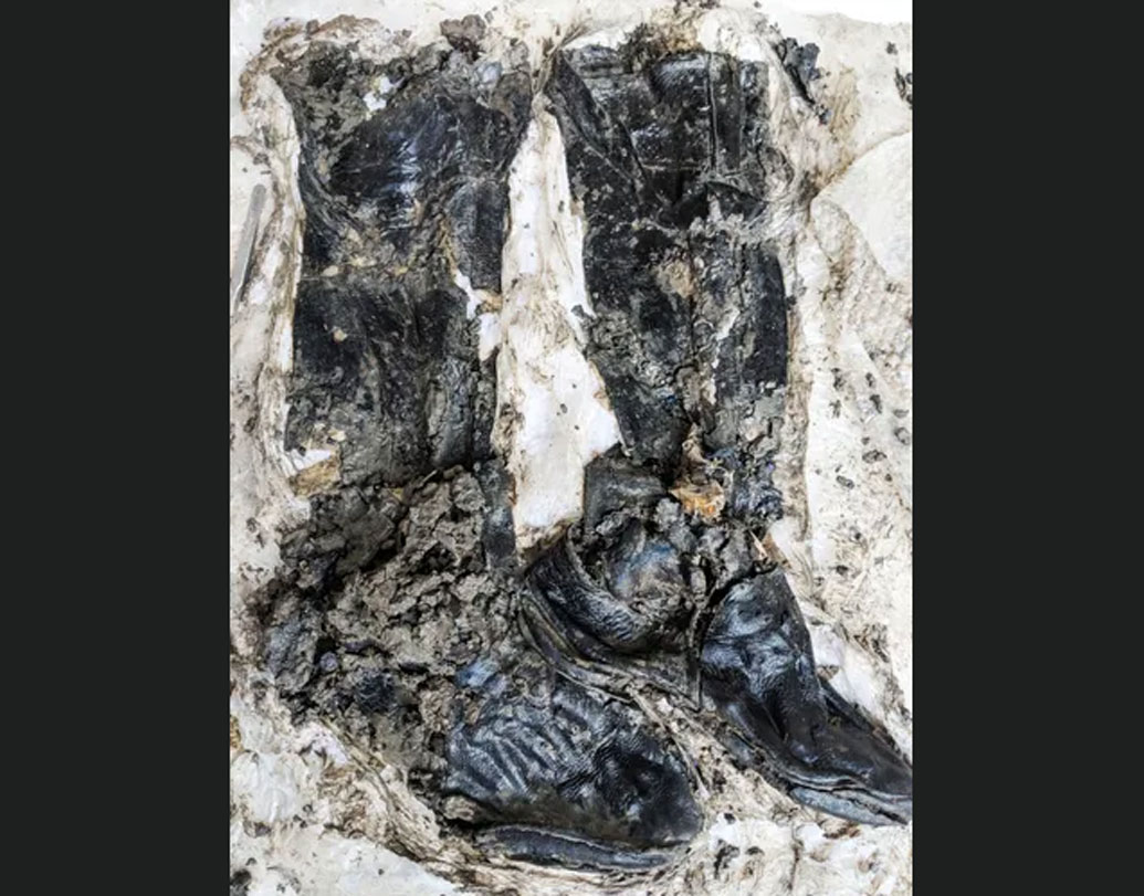 ধাতব কোনও পদার্থ ছিল না বুটে। স্টাইলেট হিলও ছিল না। পাতলা সোলের মধ্যে সামনে ও পিছনে রয়েছে ক্ল্যাম্প। কঙ্কালটি ১৪০০ থেকে ১৫০০ শতকের বলে মনে করা হচ্ছে।