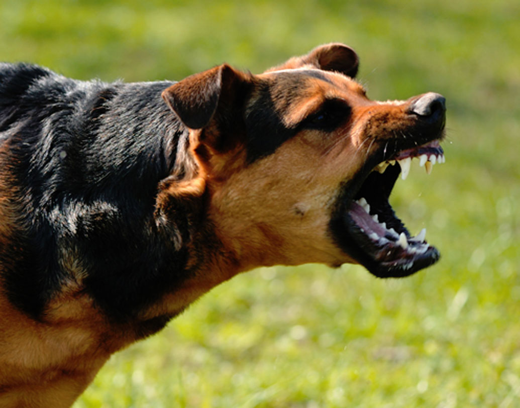 খেয়াল করে দেখবেন সকালবেলার দিকে কিন্তু কুকুর গাড়ির পিছনে তাড়া করে না। এমন ঘটনা হয় মূলত খুব ভোরে অথবা রাতে।