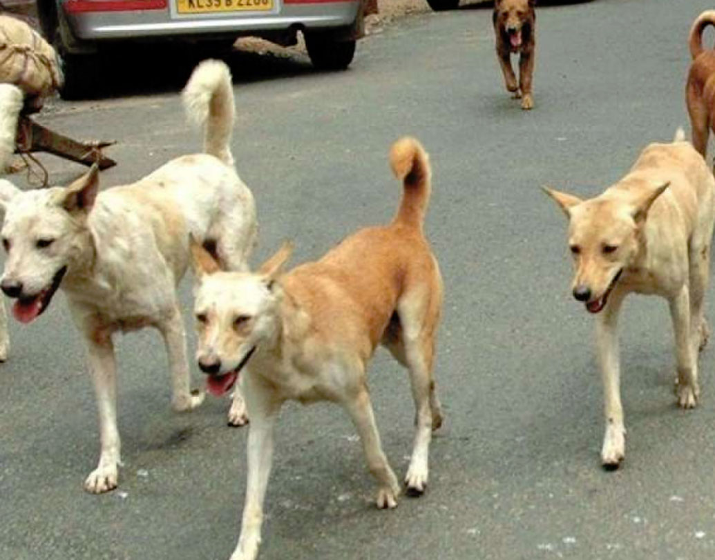 কুকুরদের নিজস্ব এলাকা থাকে। ওই এলাকার প্রতিটি জিনিস ওরা চেনে-জানে। কুকুরের ঘ্রাণশক্তি প্রবল আমরা জানি। তাই ঘ্রাণের মাধ্যমেই চিনে নেয় সব কিছু।