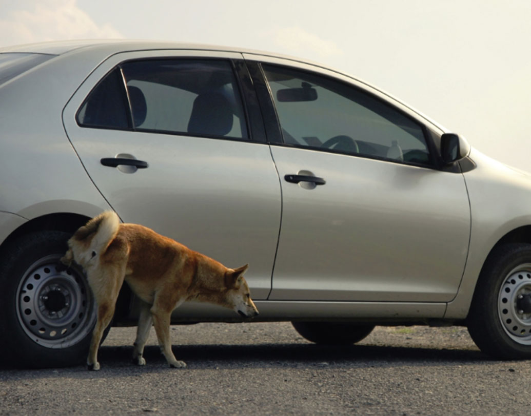 লক্ষ্য করে দেখবেন, কুকুর অনেক সময় গাড়ির টায়ারে প্রস্রাব করে। এর পিছনে একটা কারণ আছে। প্রস্রাবে যে গন্ধ থাকে সেটার মাধ্যমেই এরা নিজের এলাকা চিহ্নিত করে নেয়।