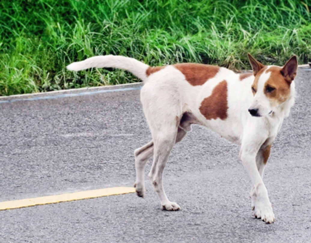 যদি ওই এলাকায় এমন কোনও গাড়ি ঢোকে যার গায়ে অন্য কুকরের প্রস্রাবের গন্ধ রয়েছে, তখনই কুকুর ডাকতে শুরু করে। ভাবে অন্য কোনও কুকুর ওই এলাকায় ঢুকে পড়েছে। তখনই গাড়ির পিছনে ধাওয়া করে। গাড়ি তাদের এলাকা না ছাড়া পর্যন্ত তার পিছন পিছন তাড়া করতে থাকে কুকুর।