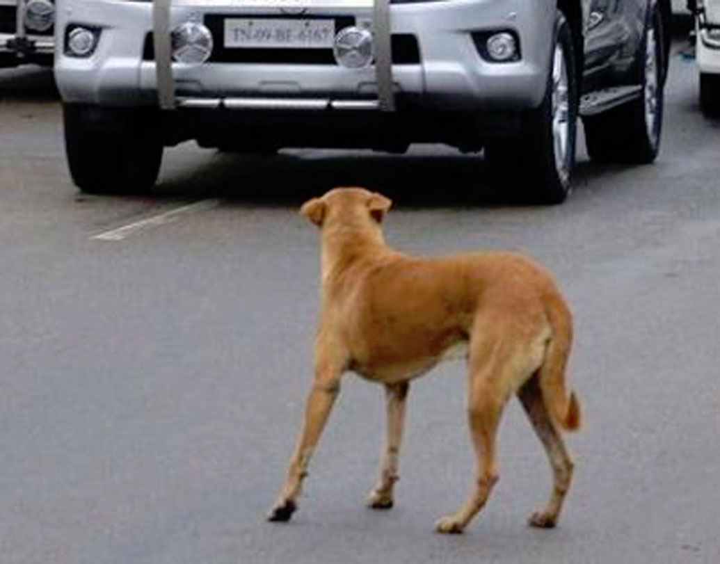 তাই যদি কোনও কুকুর গাড়ির পিছনে ছুটতে থাকে আর ডাকতে থাকে তা হলে বুঝতে হবে সেটা ওই এলাকার কোনও গাড়ি নয়।