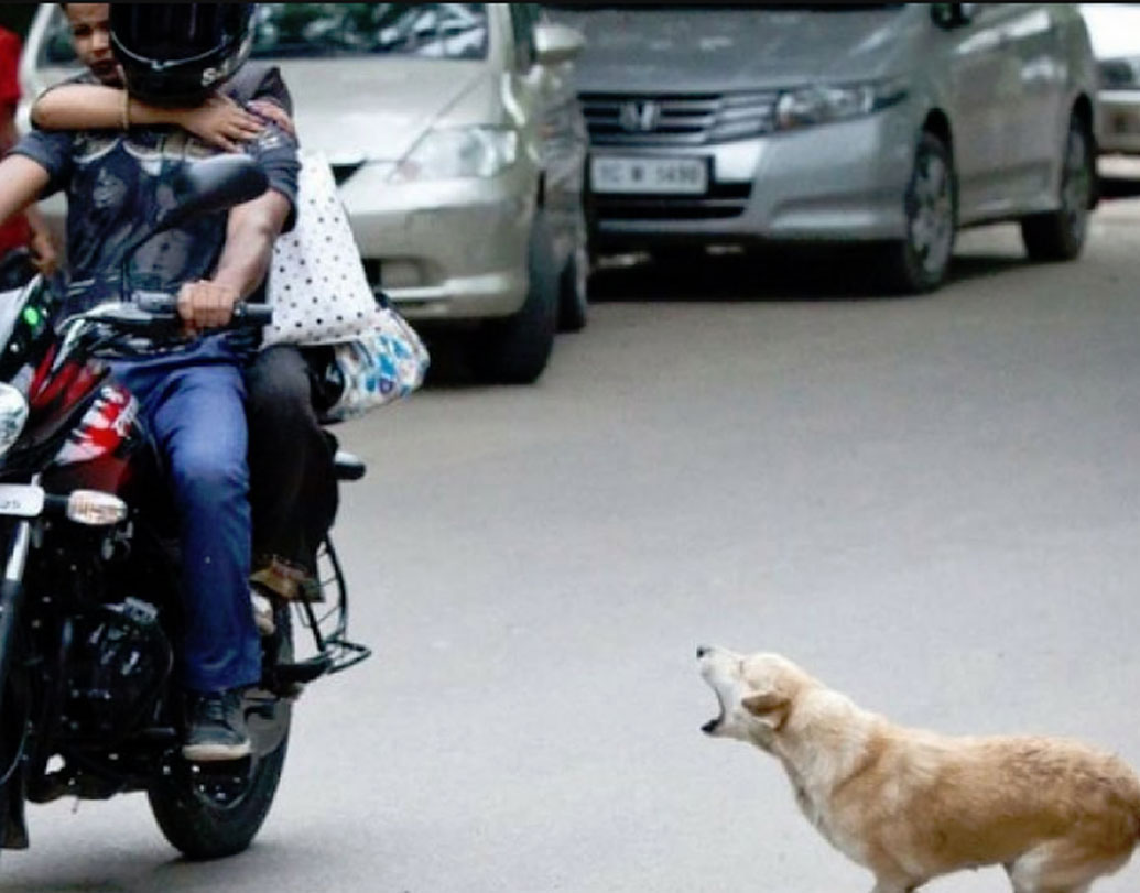 এ ছাড়া আরও একটা কারণ আছে। যদি কোনও গাড়ি কুকুর বা তার সঙ্গীদের আহত করে বা সেই গাড়ির চাপায় মারা যায়, ওই এলাকা দিয়ে সেই গাড়ি গেলেই তেড়ে যায় কুকুররা।