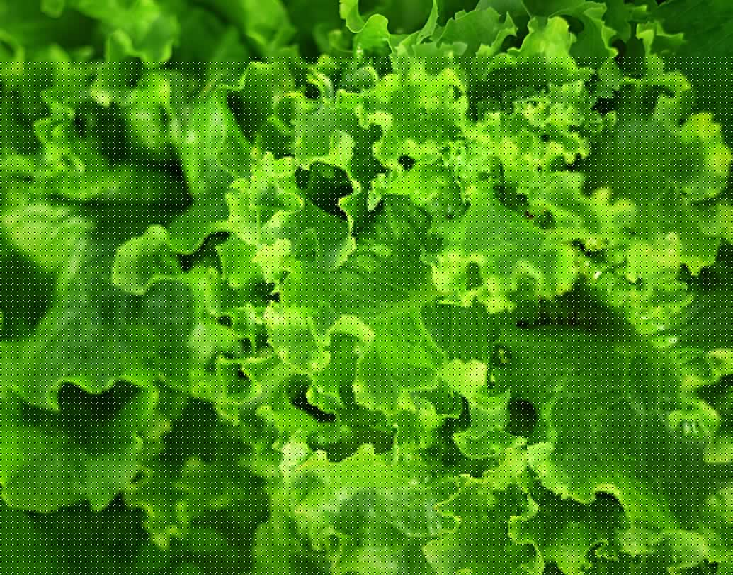 সবুজ: ডায়েটে রাখুন পালং শাক, লেটুসের মতো সবুজ শাক-সব্জি।