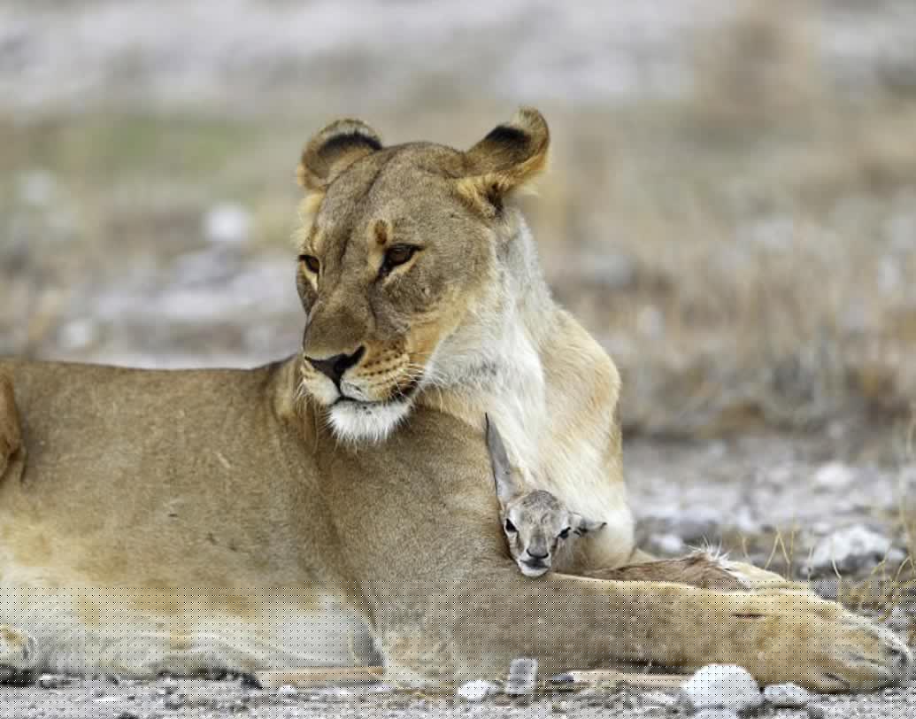 এমন বিরল ঘটনার ছবি ধরা পড়েছে নামিবিয়ার ইতোশা ন্যাশনাল পার্কে। ১৯ ফেব্রুয়ারি নিজের টুইটার অ্যাকাউন্টে এই ছবিগুলি পোস্ট করেছেন নিউইয়র্কের ফটোগ্রাফার গর্ডন ডোনোভ্যান।