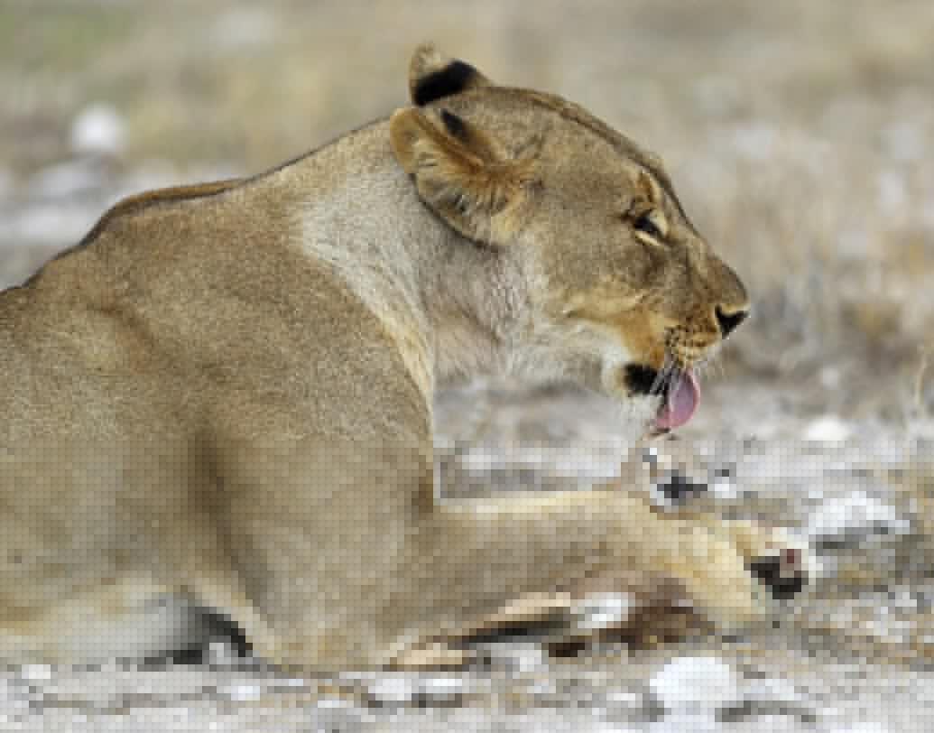 ডেইলি মেল-এ প্রকাশিত খবর অনুযায়ী, এই ছবিগুলি ক্যামেরাবন্দি করার জন্য দু’ ঘণ্টারও বেশি সময় অপেক্ষা করতে হয়েছে গর্ডনকে।