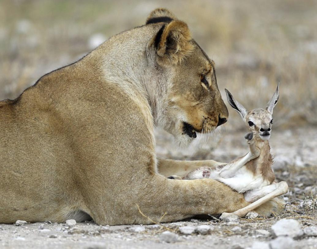 গর্ডন জানান, সিংহীটি যখন হরিণ শাবকটিকে নিজের থাবার মধ্যে আগলে চাটছিল, তখন তাঁরও মনে হয়েছিল এটা হয়তো ‘ভোজের প্রস্তুতি’। কিন্তু এমন কিছুই ঘটেনি। বরং, অন্যান্য সিংহীদের আক্রমণ থেকে সমানে হরিণ শাবকটিকে আগলে রাখে সিংহীটি।