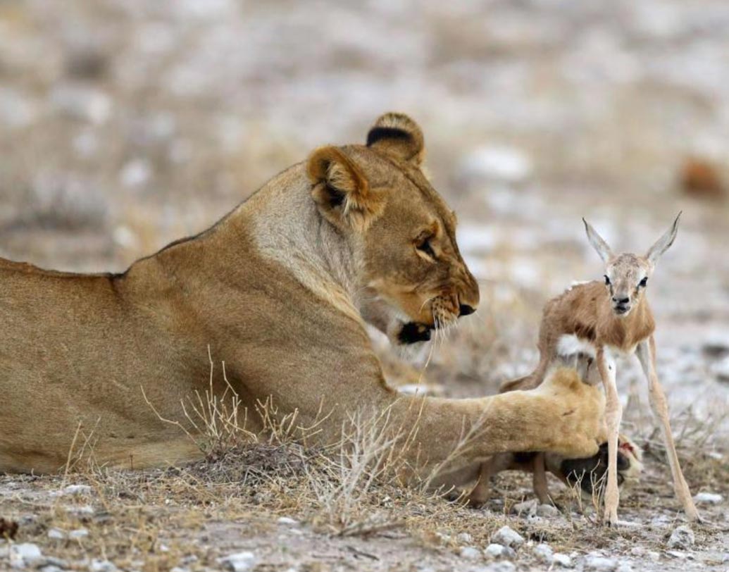 গর্ডন ইতোশা ন্যাশনাল পার্কের এক গাইডের থেকে জানতে পারেন, সম্প্রতি অন্য দলের একটি সিংহ এই সিংহীটির শাবককে মেরে ফেলে। এর পরই এই বিরল দৃশ্য ধরা পড়ল ইতোশা ন্যাশনাল পার্কে।