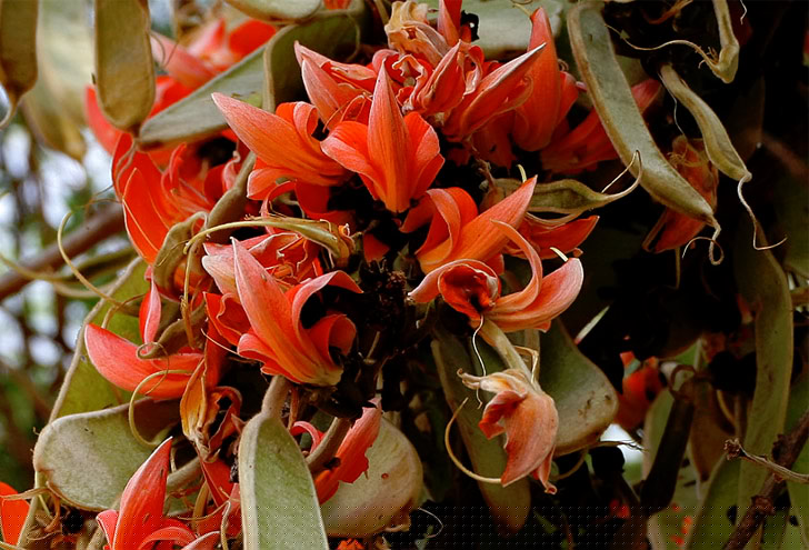 কমলা: পলাশ ফুলের শুকনো পাঁপড়ি গুঁড়ো করে নিন। পরিমাণ বাড়াতে মিশিয়ে নিন সাদা পাউডার।<br> তরল রং পেতে হলে পলাশের পাঁপড়ি ফলে ফুটিয়ে নিতে পারেন। অথবা কেশর জলে ভিজিয়ে বেটে নিয়ে তৈরি করে নিতে পারেন। হেনা জলে গুললেও পেয়ে যাবেন কমলা রং।