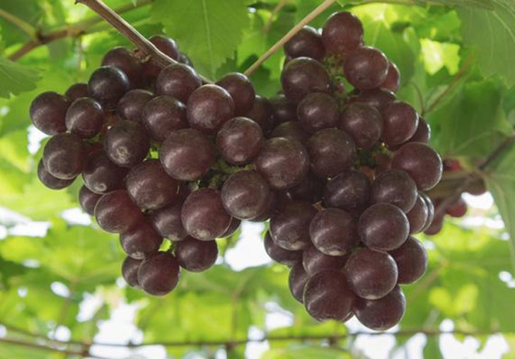 কালো: দোল খেলার জন্য এই রং বেশি জনপ্রিয় না হলেও অনেকে আবার কালো বন্ধুদের সঙ্গে কালো রং মেখে ভূত হয়ে দোল খেলতে ভালবাসেন। আমলা লোহার কড়াইতে ফুটিয়ে সারা রাত রেখে দিন।<br> সকালে জলের সঙ্গে মিশিয়ে পাতলা করে নিন। কালো আঙুরের রসও ব্যবহার করতে পারেন। চটচটে ভাব কমাতে জল মিশিয়ে নিন।