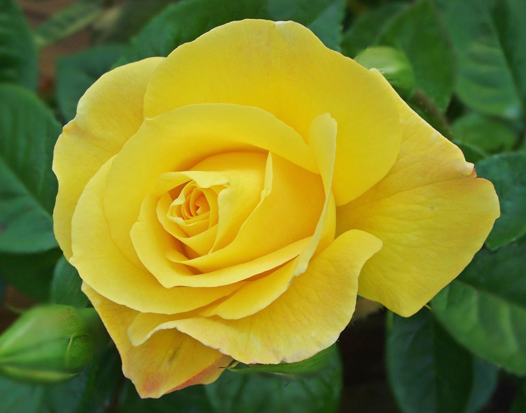 হলুদ গোলাপ: হলুদ গোলাপ বন্ধুত্বের প্রতীক। কোনও নতুন সম্পর্ক শুরুর ক্ষেত্রেও হলুদ গোলাপ উপহার হিসেবে দেওয়া হয়ে থাকে।