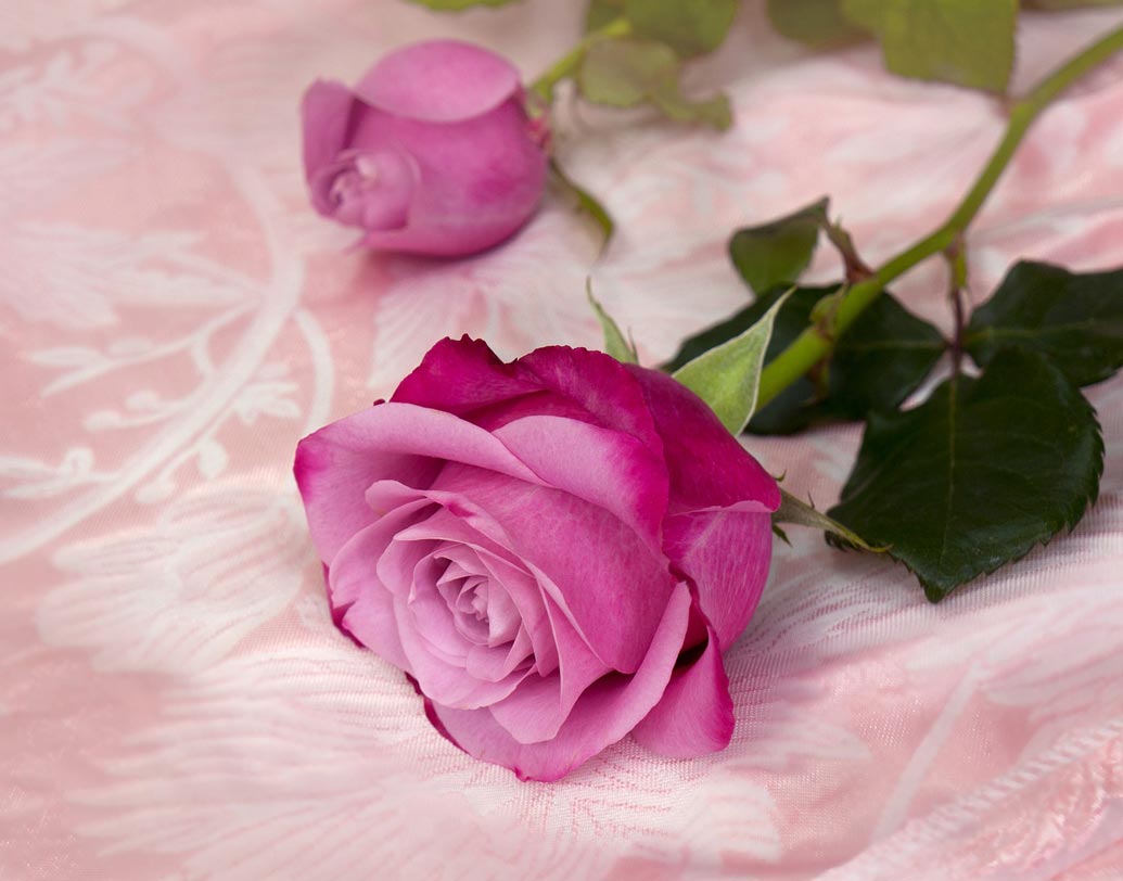 পার্পল গোলাপ: পার্পল রঙের গোলাপ চিরন্তন ভালোবাসার প্রতীক। এই রঙের গোলাপ আবার আভিজাত্যেরও প্রতীক। তাই কাউকে সম্মান জানাতে এই পার্পল গোলাপ দেওয়া যেতে পারে।