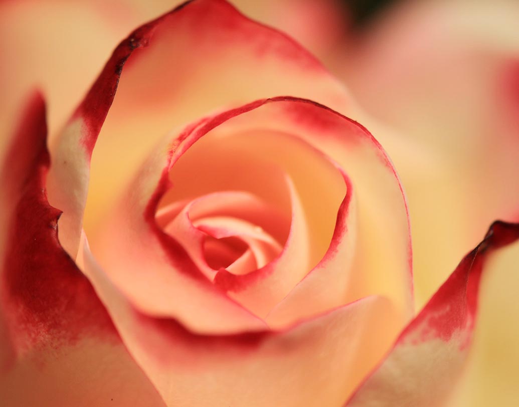 পিচ গোলাপ: সততা, আন্তরিকতা, সহমর্মিতা বোঝাতে উপহার দিন পিচ গোলাপ। কারও আরোগ্য কামনা করেও এই রংয়ের গোলাপ উপহার দেওয়া হয়।