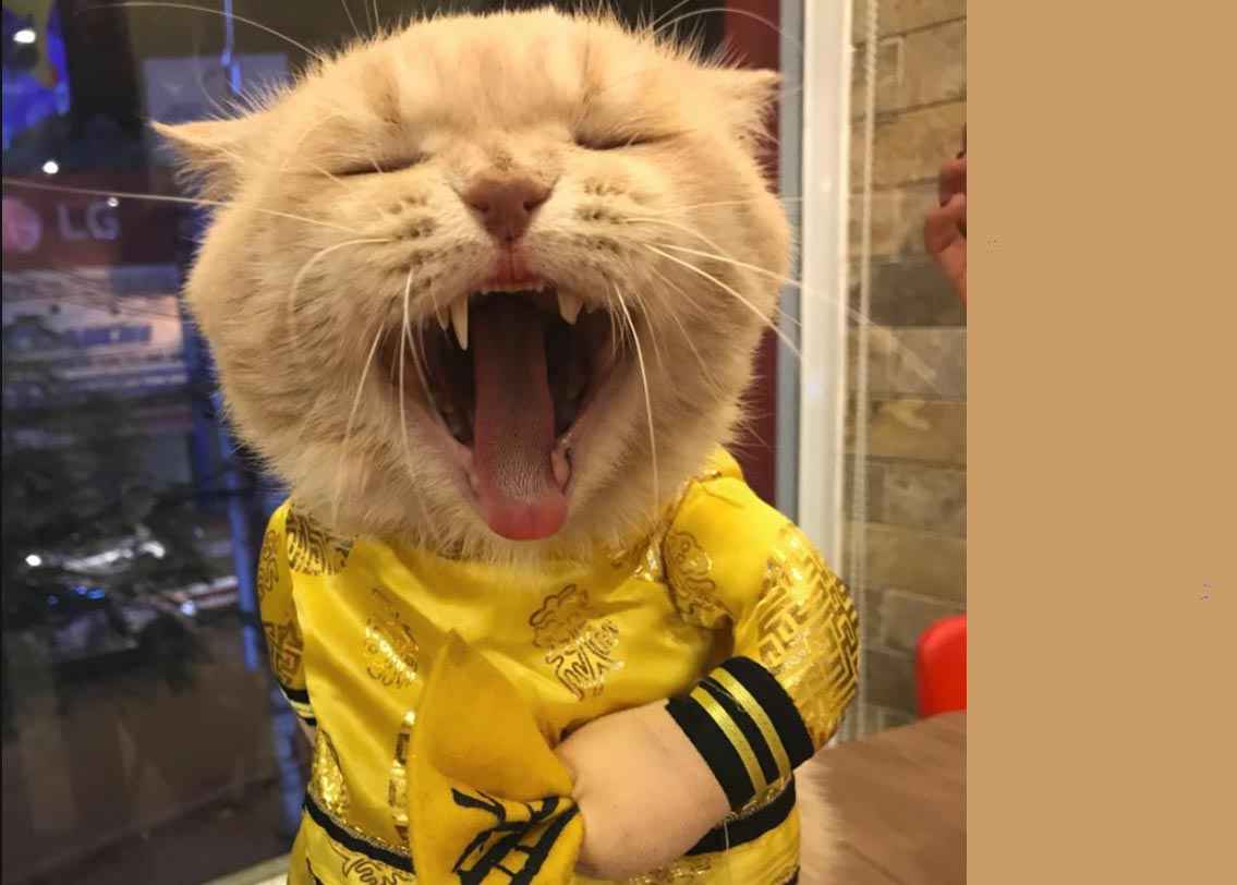 আসলে এই বিড়ালটার নামটাই ডগ। বয়স তিন বছর। ভিয়েতনামের মাছ ব্যবসায়ী লি ফঙের কাছেই ছোট থেকে রয়েছে ডগ। লি ফং জানান, কুকুর যেভাবে মুখ হাঁ করে এবং জিভ বার করে শ্বাস-প্রশ্বাস নেয়, এই বিড়ালটিও অনেকটা তেমনই করে। সে কারণেই তার নাম ডগ।