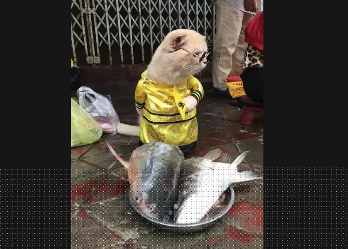 তবে এখানে একটা টুইস্ট আছে। মানুষের মতো একহাত পিছনে রেখে হাঁটাহাটি সে করে না। এটা পুরোটাই তার মালিক লি ফঙের কেরামতি। একটু ভাল করে লক্ষ্য করলে বুঝতে পারবেন, ডগের পোশাকটাই এভাবে বানিয়েছেন লি। সামনের দু’টো হাত আসলে নকল।