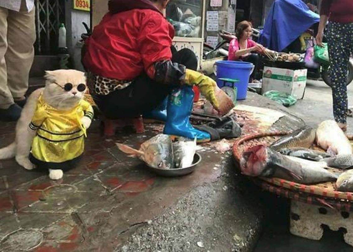 ডগকে নিয়ে এখন তুমুল ব্যস্ত লি। একদিকে চিত্রগ্রাহকদের হুড়োহুড়ি আর অন্যদিকে বিড়াল মহলে ডগের মহিলা ফ্যান, সামলাতে প্রায় কালঘাম ছুটে যায় তার। হবে নাই বা কেন? চোখে সানগ্লাস, মাথায় টুপি আর পরনে এমন একটা রাজকীয় পোশাক ডগের ‘ব্যক্তিত্ব’ যে অনেক গুণ বাড়িয়ে দিয়েছে।