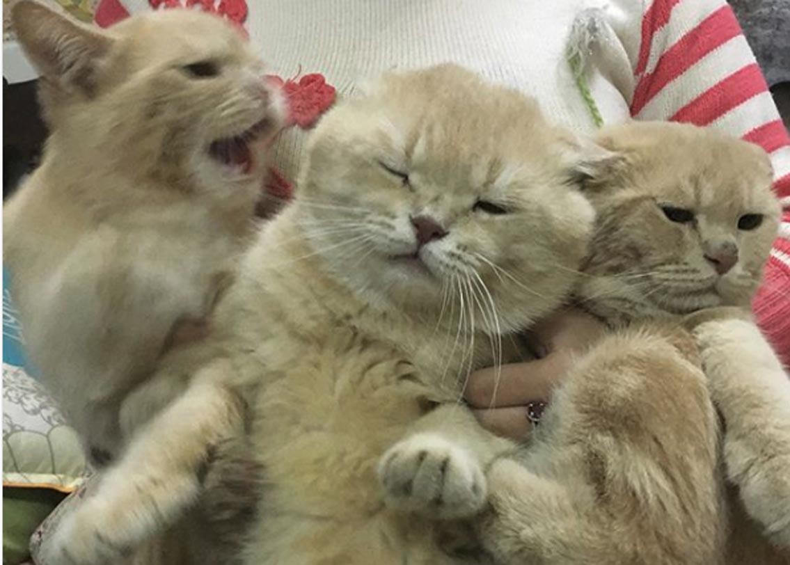 ডগের একটা নিজস্ব ইনস্টাগ্রাম পেজ রয়েছে। যার প্রোফাইল নাম ডগ১৫০১। তাতে গার্লফ্রেন্ডের সঙ্গে ছবিও পোস্ট করে ডগ।