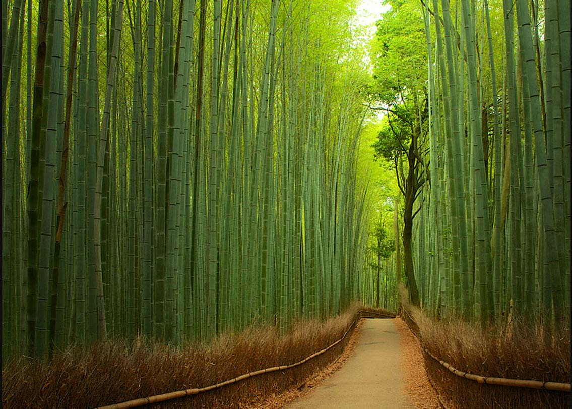 কিয়োটে, জাপান: বাঁশের জঙ্গলের মধ্যে দিয়ে তৈরি রাস্তা। বাইসাইকেল বা শুধুমাত্র হেঁটে অতিক্রম করুন। সারাজীবন একটা ভাল স্মৃতি হয়ে থাকবে আপনার।