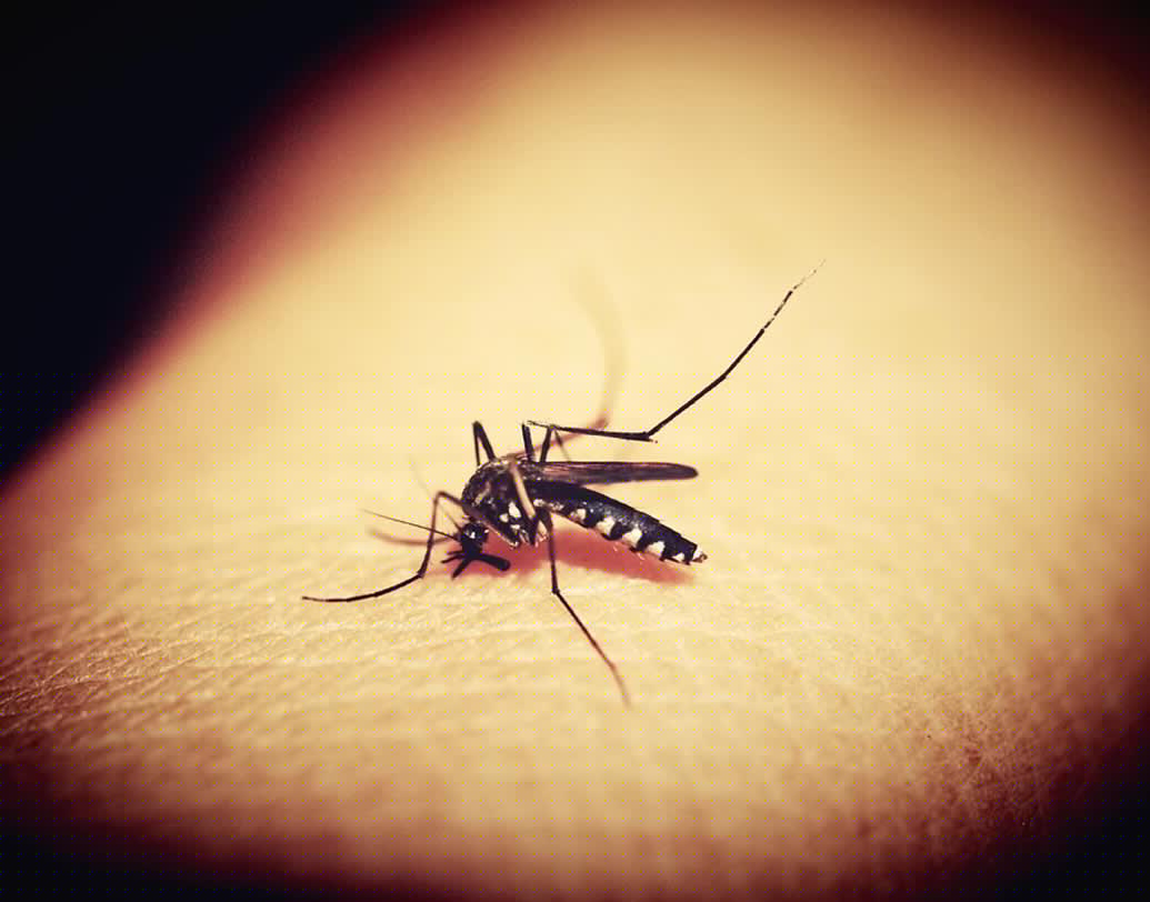 ডেঙ্গি ছাড়াও যে কোনও গুরুতর সংক্রমণে (সেপ্টিসিমিয়া) প্লেটলেট কমে গেলে রোগীকে প্লেটলেট দিতে হয়।