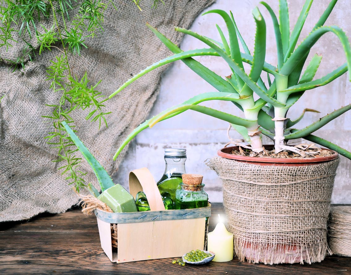 কী ভাবে ওজন কমাতে সাহায্য করে? অ্যালোভেরায় অ্যালোইন নামে প্রোটিন আছে। অ্যালোইন সরাসরি ফ্যাট কমায় না। কিন্তু দেহে জমে থাকা টক্সিন দূর করতে সাহায্য করে। তবে খুব অল্প পরিমাণ অ্যালোভেরার রস খাওয়া উচিত। কারণ অ্যালোইন বেশি মাত্রায় দেহে ঢুকলে ডায়রিয়া, পেটে যন্ত্রণা হয়ে থাকে।